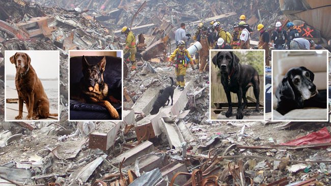 DOGS WHO HELPED ON 9/11 IN THE USA