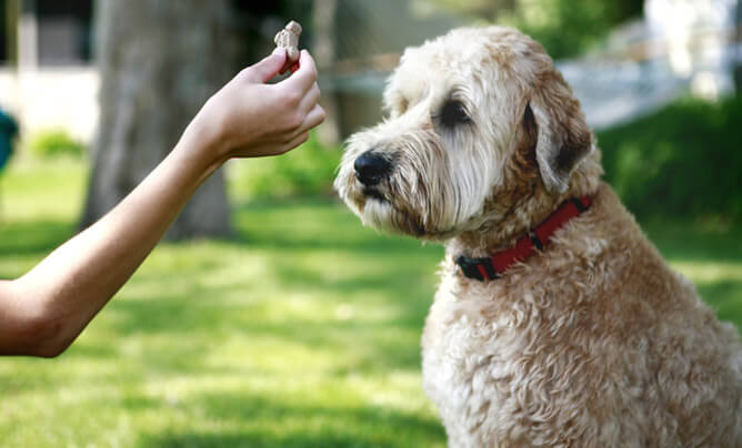 Basic Simple Dog Tricks To Teach, Dog Training & Teaching Techniques & Video