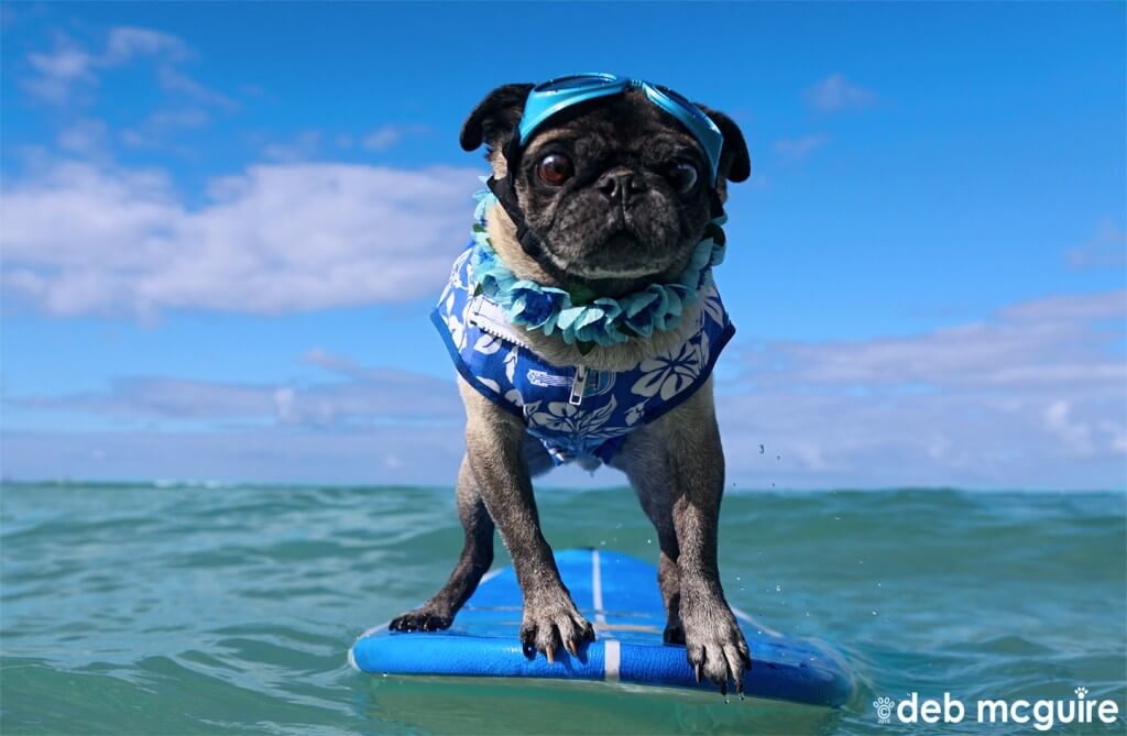 surfing dogs and puppies