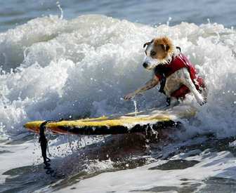dog surf - photo (c) by SoCal Surf