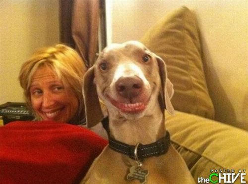 Dog Facial Expressions & Smiles