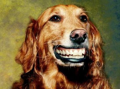 So, Do Dogs Smile?