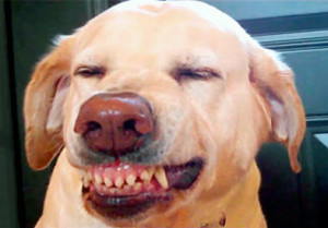Dog smile, Do dogs smile? Dog smiles in commercials & vine