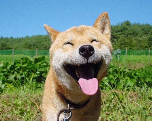 So, Do Dogs Smile?