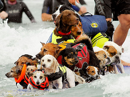 surfing dogs competition