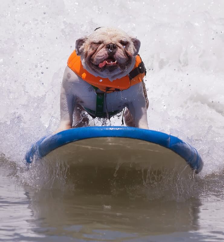 Teach dog surf