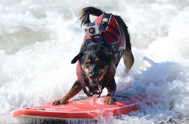 Surfing Dog Recors