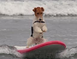 Surfing Dogs Photos