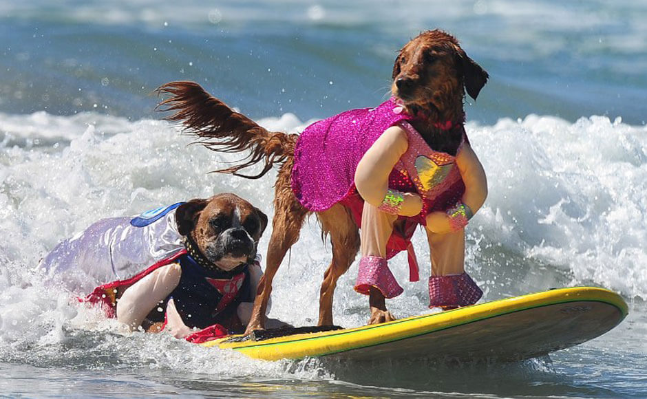 Surfing Dog Videos