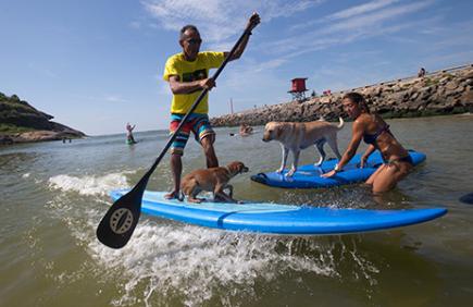 dog and human tandem surfing