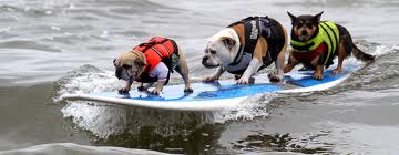 dog surf- photo (c) by SoCal Surf