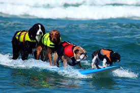Surfing Dog Records