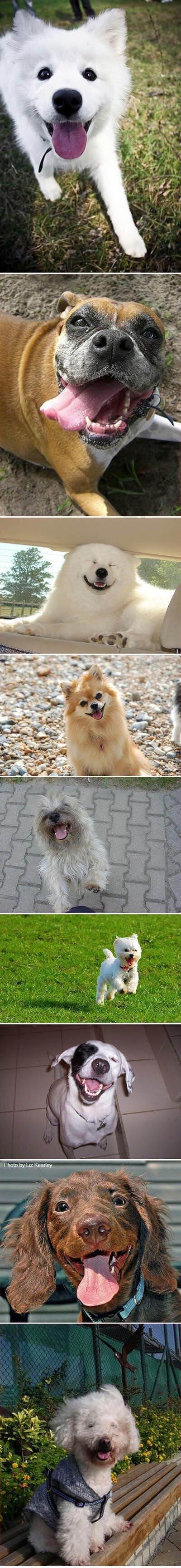smiling dogs, dogs smile