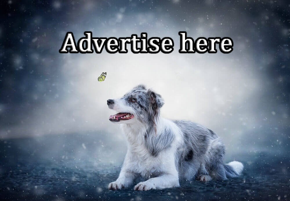 ADVERTISE HERE !