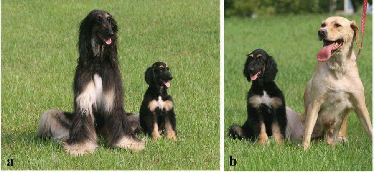 The History of Dog Cloning and First cloned Dogs