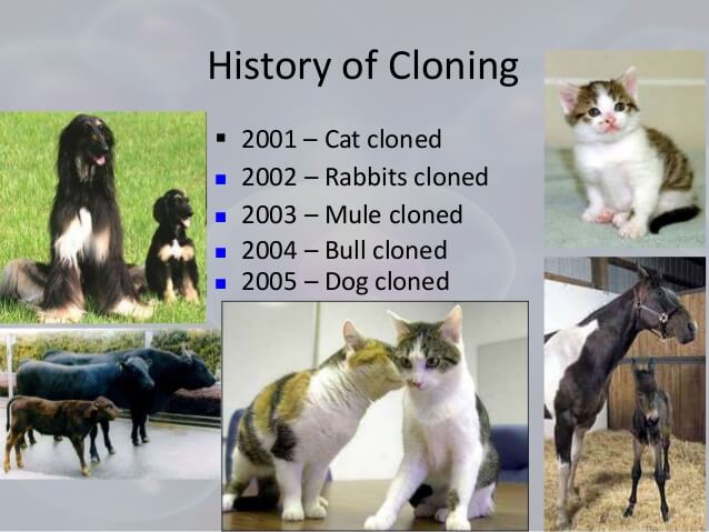 The History of Dog Cloning