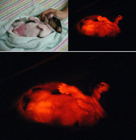 The photo at left shows one of the cloned transgenic dogs named Ruppy, as seen under normal lighting conditions. The photo at right shows the dog under ultraviolet light, glowing red due to the influence of fluorescent genes. Both photos were released by Seoul National University.