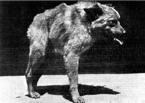 THE ROOTS & HISTORY OF QUASIMODO DOGS Video, Photo, Infographics