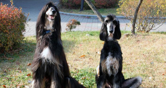 This photo is courtesy of JangGoo_LeeByu - The History of Dog Cloning