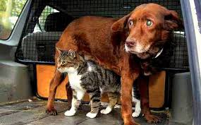 DEAFNESS in DOGS vs CATS
