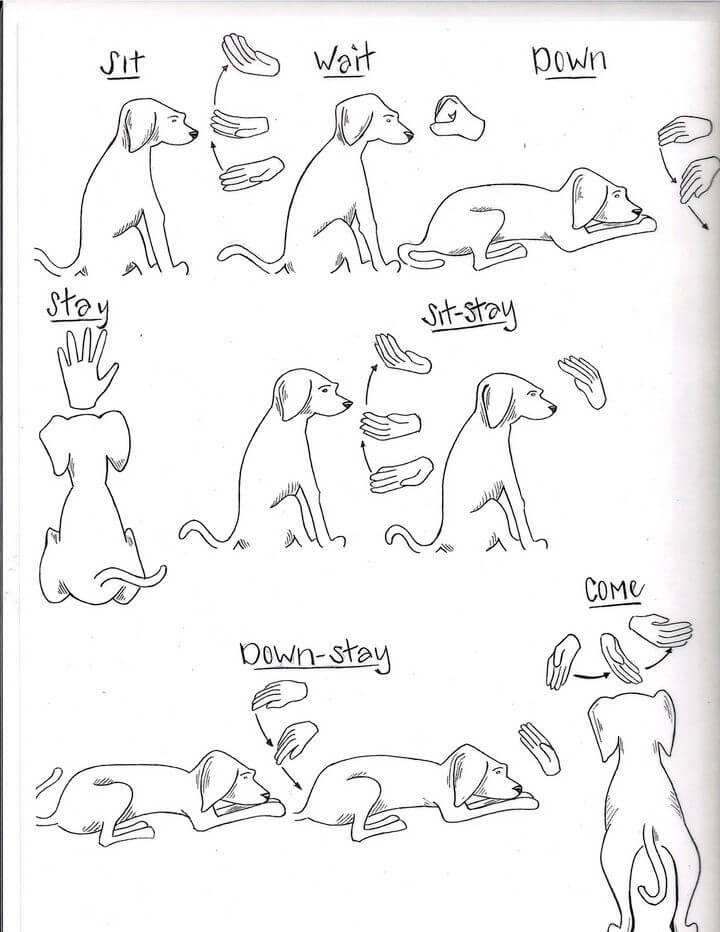 Deaf Dogs: 15 Handy Sign Signals √ Training Techniques & Caring Tips