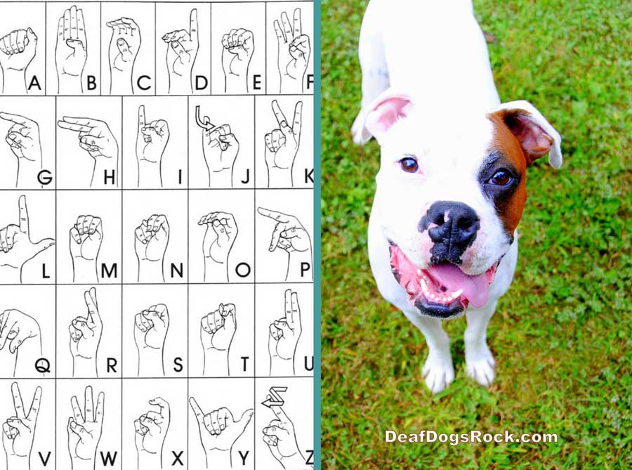 DEAF DOG and PUPPY TRAINING TIPS, TRICKS TECHNIQUES - HAND SiGNALS