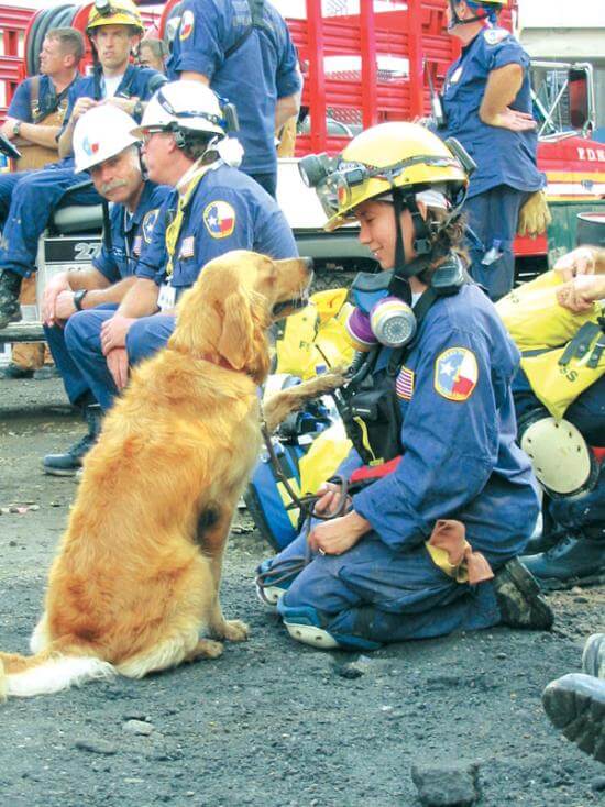 BRETAGNE - this photo (c) by Dog Heroes of September 11th. Kennel Club Books