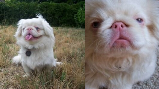 ALBINISM IN DOGS, ALBINO DOG and PUPPY