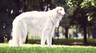 ALBINISM IN DOGS, ALBINO DOG
