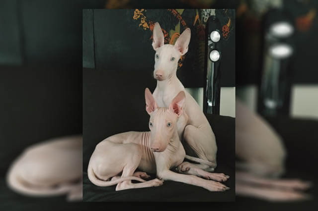 ALBINISM IN DOGS, ALBINO DOG and PUPPY