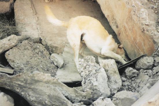 DUSTY - this photo (c) by Dog Heroes of September 11th. Kennel Club Books