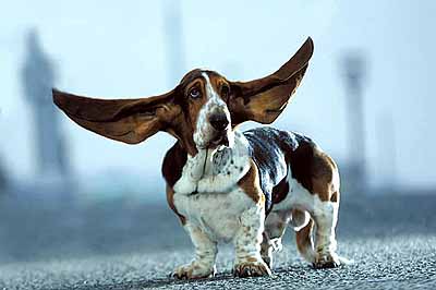 DOG HEAR EAR