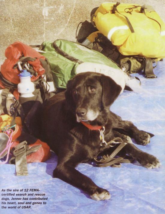 JENNER - this photo (c) by Dog Heroes of September 11th. Kennel Club Books