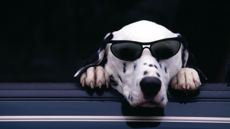 http://www.dogica.com/DOG/labrador/Blind-dog-care-health-tips-information.jpg