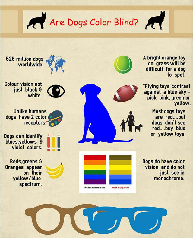 dog vision example