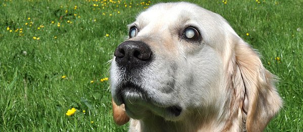 Why Blind Dogs Can Play Fetch, Find Toys, and Stay on Track