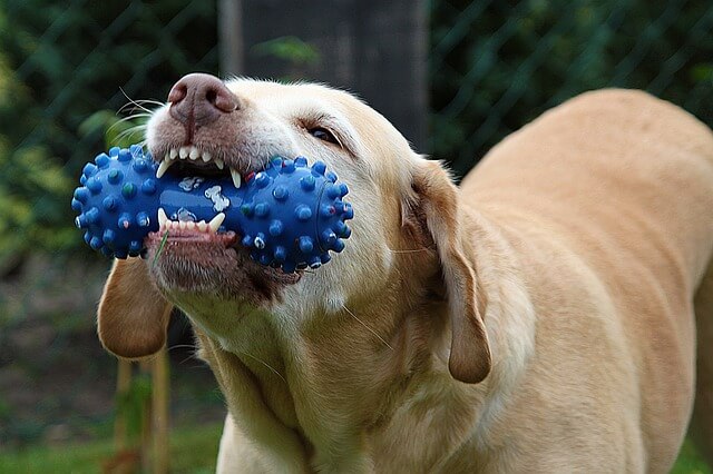 BEST DOG CHEWING TOYS