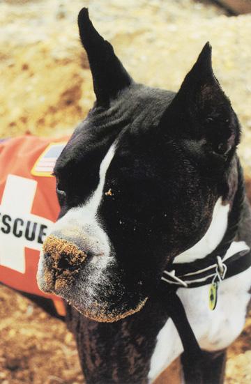 LOUIE - this photo (c) by Dog Heroes of September 11th. Kennel Club Books