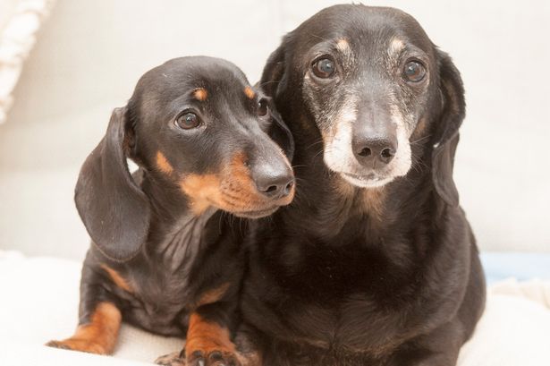 Cloned Dachshund Winnie - This Photo is courtesy of David Parker / SOLO Syndication