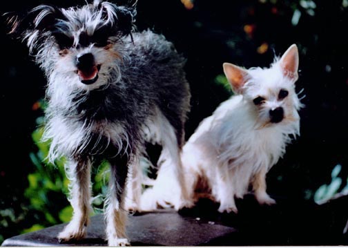 This photo is courtesy of Jang Goo Lee Byu - The First cloned Dog - Snuppy - History of Dog Cloning