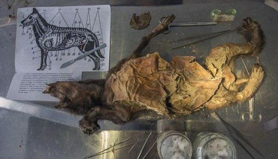 DUBBED TUMAT DOG - 12.000 YEARS OLD ANCIENT DOG MUMMY WILL BE CLONED - Photo provided to China News Service