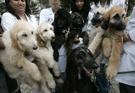 The History of Dog Cloning and First cloned Dogs - AT LEFT SIDE SNUPPY, AT RIGHT SIDE - DONOR, TAI