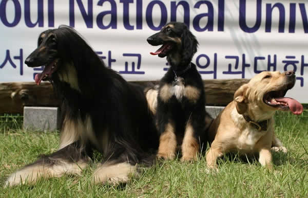 In this handout photo, Snuppy the first successfully cloned Afghan hound, sits with his generic father (L) and his surrogate mother (R) at the Seoul National University on August 3, 2005.   (Getty Images) - The History of Dog Cloning