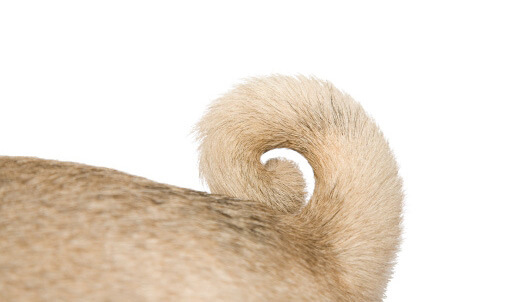 Dog and Puppy tail types