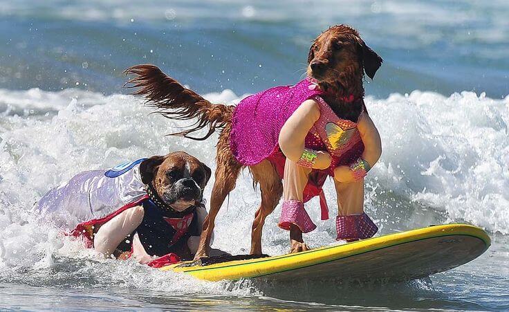 Surf Dog Costumes