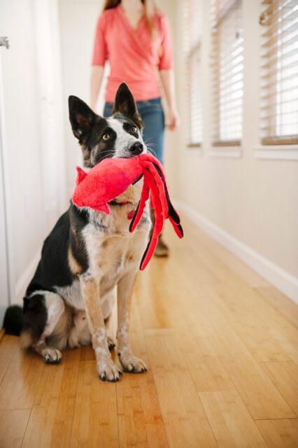 best dog & puppy toys - photo (c) by Photo Lab Pet Photography
