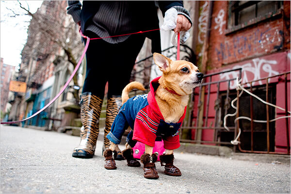 Fasion Dog Boots & Shoes
