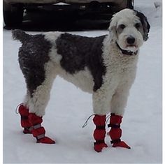 BAD DOG SHOES & BOOTS
