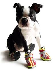 Dog Shoes and Boots How To Choose Guide Information
