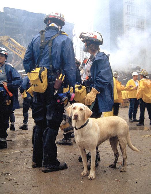 THEA - this photo (c) by Dog Heroes of September 11th. Kennel Club Books